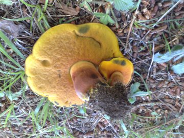 Determinazione di un Boletus